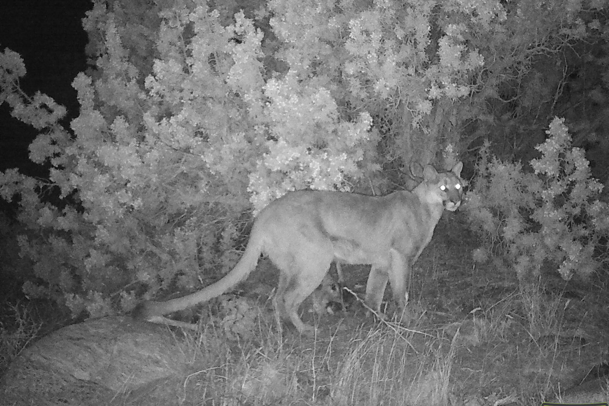 A mountain lion in Joshua Tree National Park, captured by a night vision camera in black and white