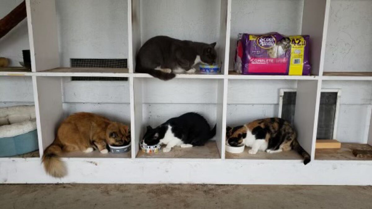 Felines in Fallbrook taken in by Wagging Dog Rescue will be heading for lives as working cats.