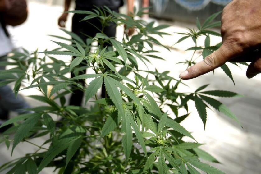 Un hombre muestra una planta de marihuana. EFE/Luis Eduardo Noriega A/Archivo