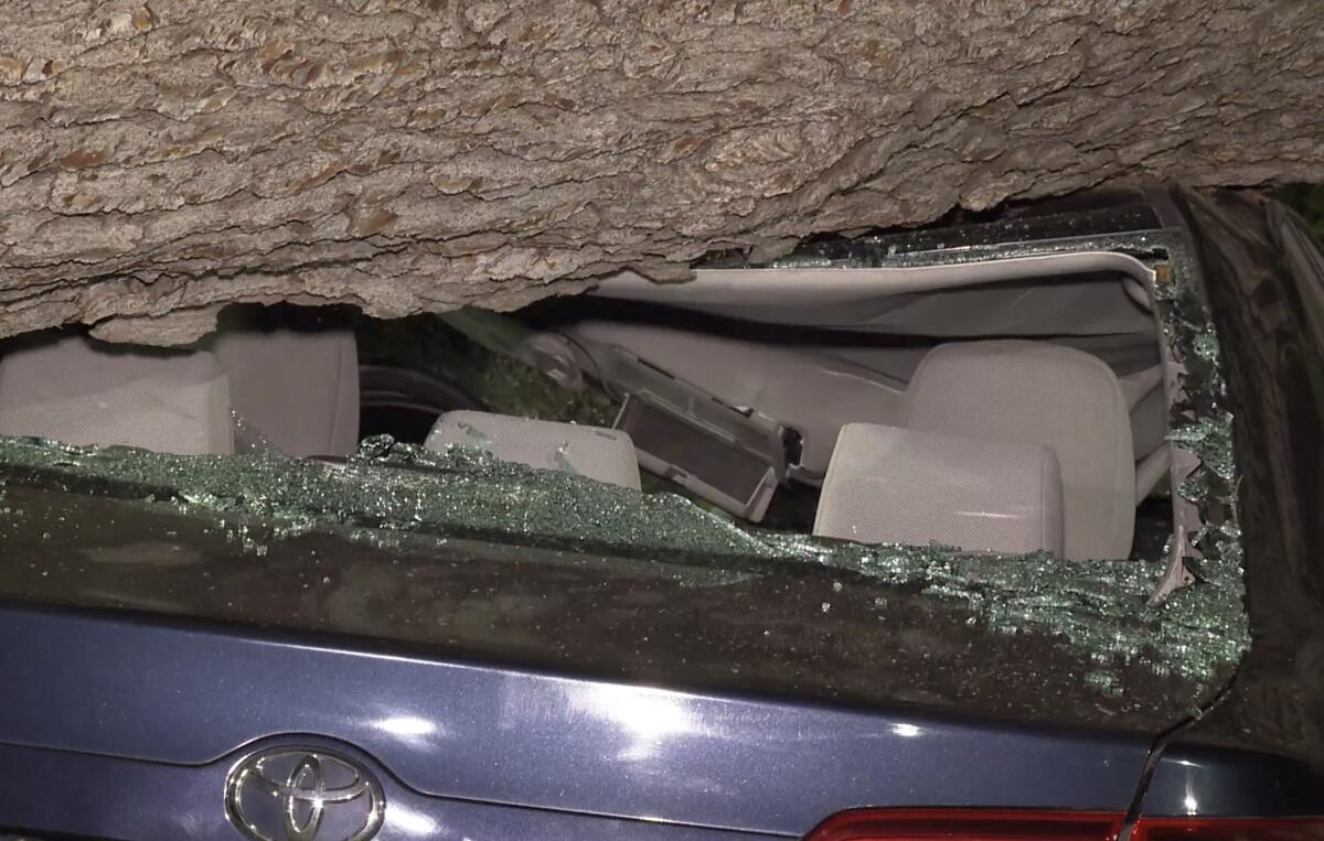 A large tree fell in the Greek Theatre parking lot, damaging about 30 parked cars.