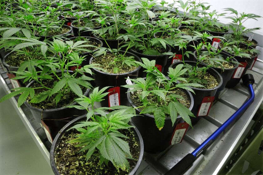 Marijuana plants are monitored at the Ataraxia medical marijuana cultivation center in Albion, Ill.