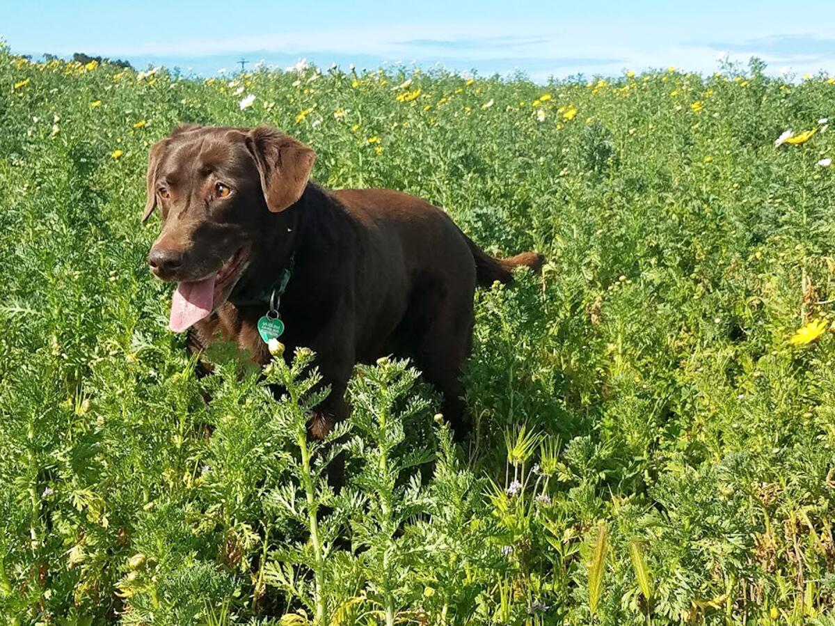 Kiva, a chocolate Labrador retriever, romps through the flowers on an outing to Fiesta Island Off-Leash Dog Park.