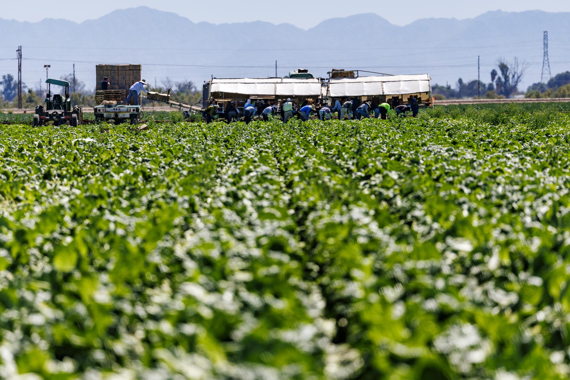 Farmworkers toil in the noon heat to pick vegetables in Imperial.