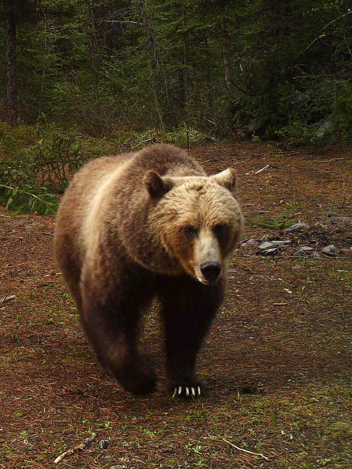 A grizzly bear walks on all fours on a wooded trail 