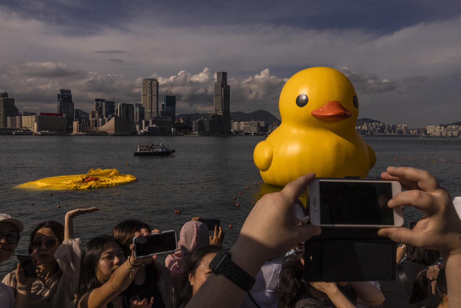 Dos patos de goma gigantes toman la bahía de Hong Kong para impulsar la  «doble felicidad»