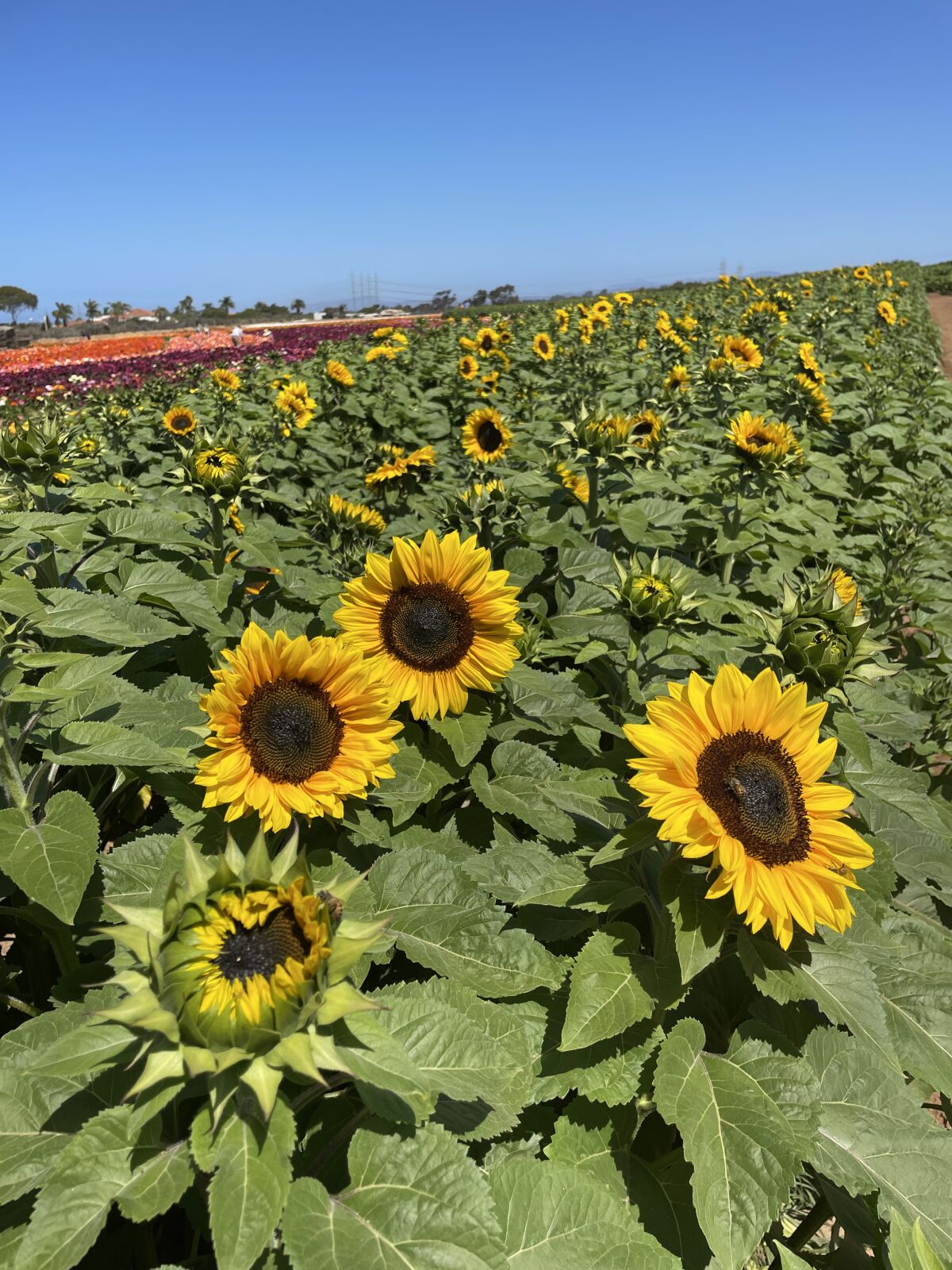 The Sea of Sunflowers attraction at The Flower Fields at Carlsbad Ranch in 2022.