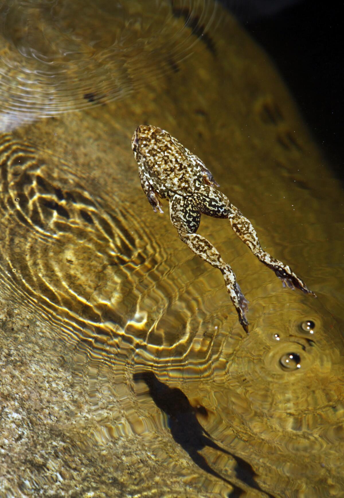 The endangered Southern California mountain yellow-legged frog at Williamson Rock.