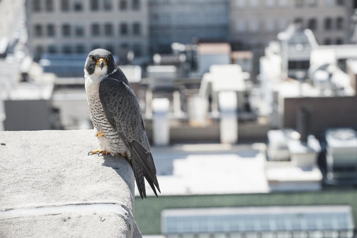A photograph featured in "Wild LA: Explore the Amazing Nature in and Around Los Angeles" of a Peregrine Falcon perched on building ledge in the city.