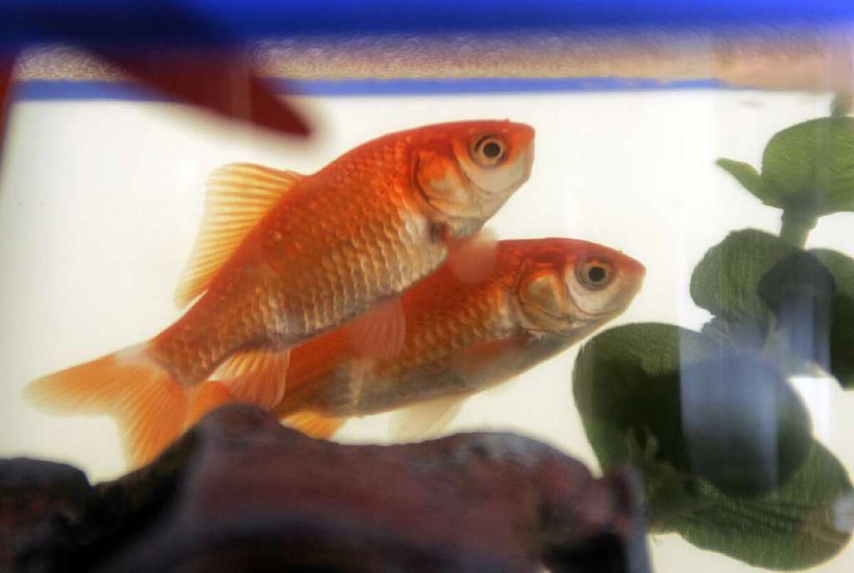 Aquarium pets, such as goldfish, that are dumped into rivers, lakes and the ocean can disrupt natural ecosystems.