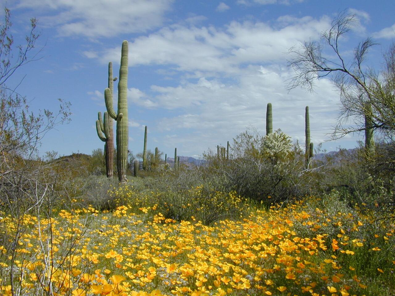 Arizona, USA