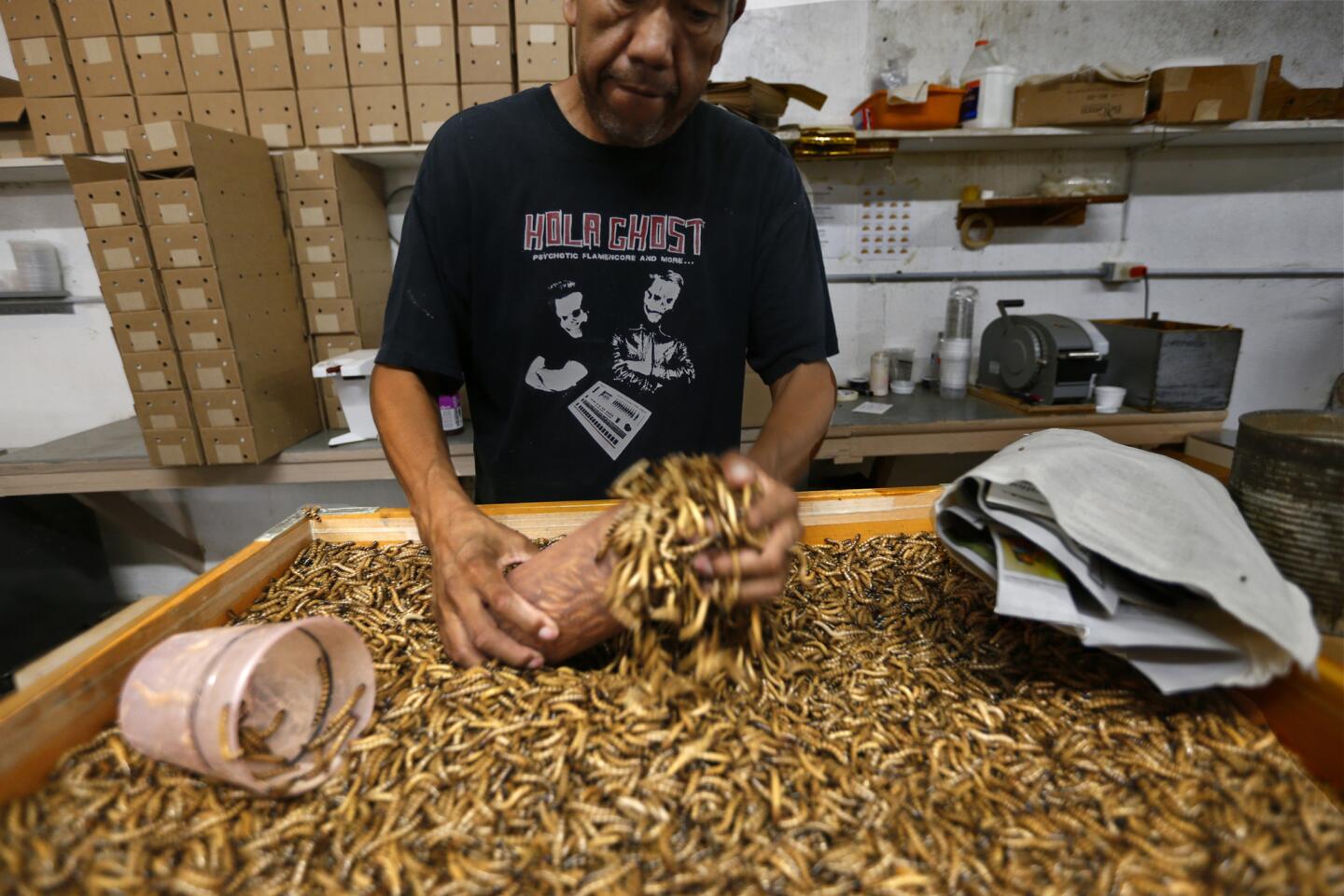 Shipping supervisor Raul Nieves scoops up a container of live "Superworm" brand giant mealworms that are shipped throughout North America for people to eat.