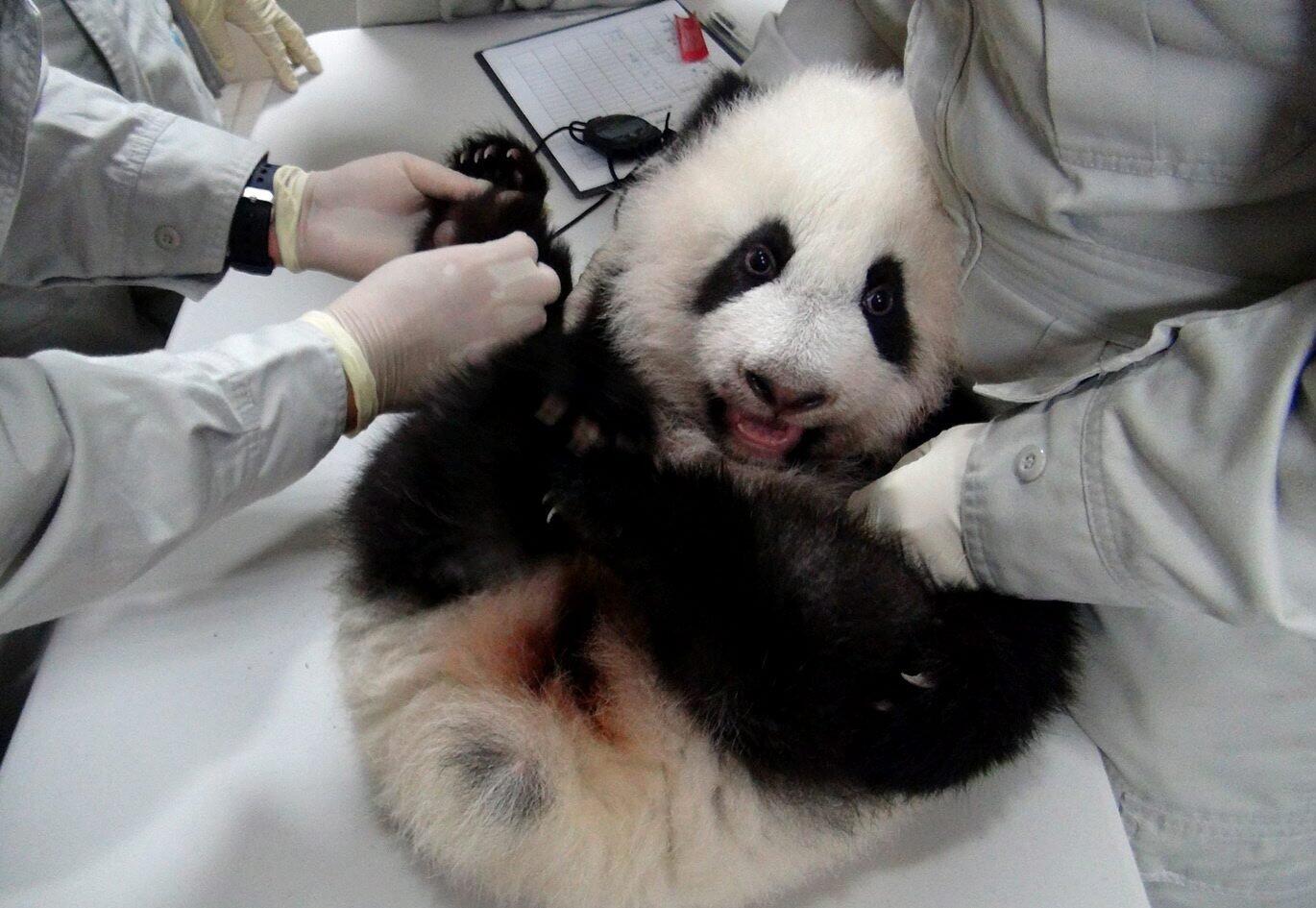 At Taipei Zoo in Taiwan, panda cub Yuan Zai thrives. The cub was born July 6.
