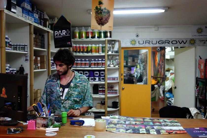 Juan Andres Palese works at his shop, URUGROW, in Montevideo, Uruguay, where he and his partner sell marijuana seeds, growing supplies and Cheech and Chong paraphernalia.