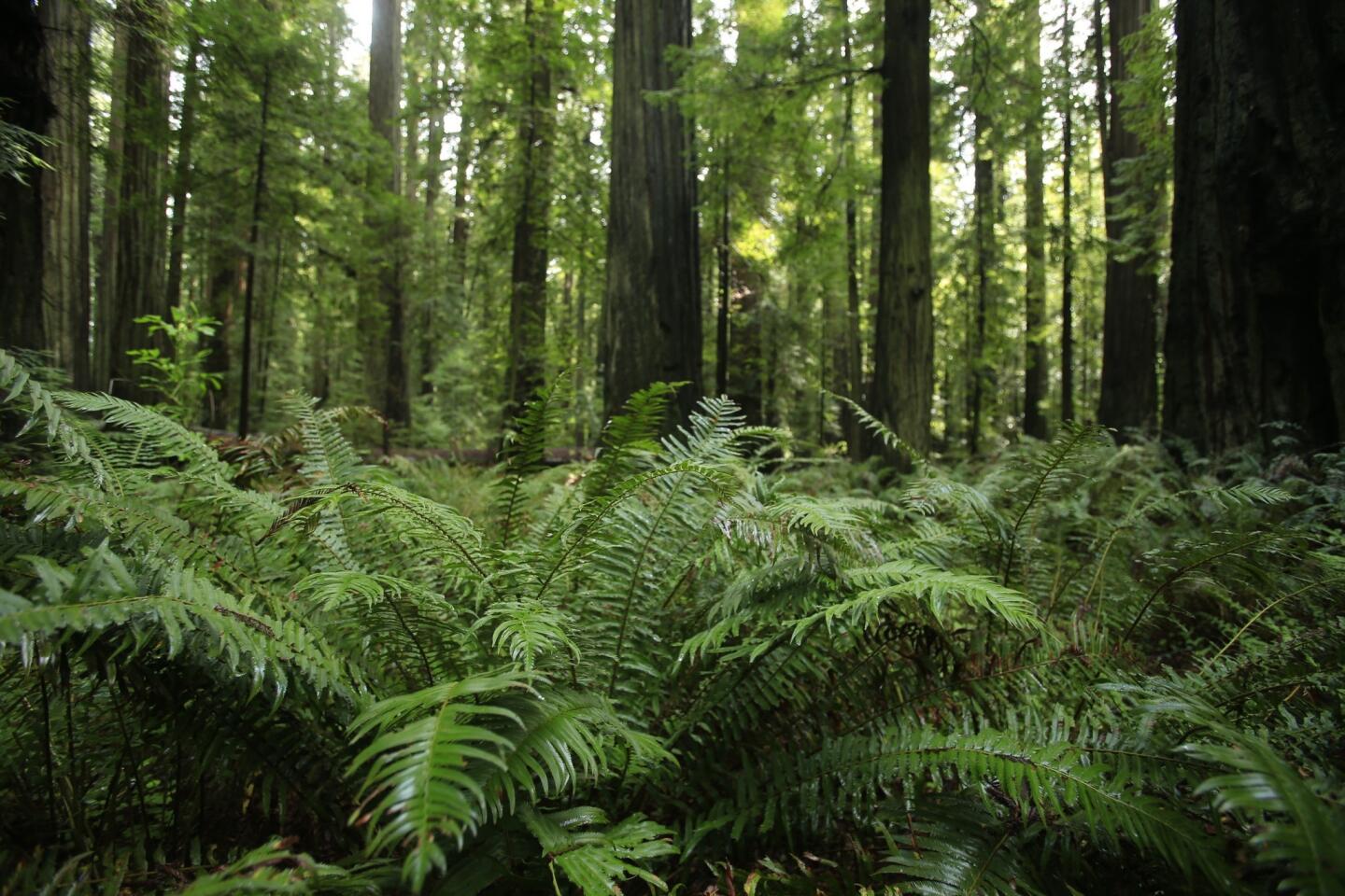 Fleishmann Grove near Myers Flat in Humboldt County