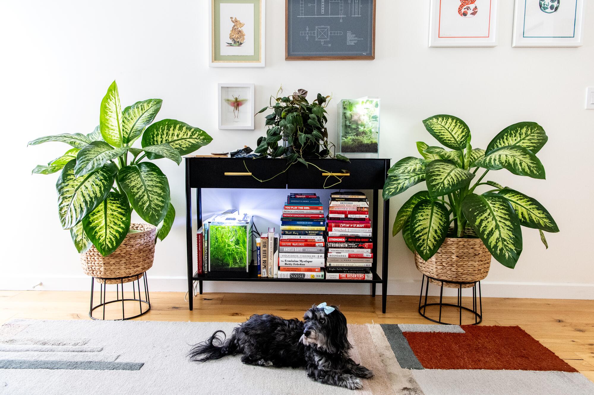 Buttons the dog stretches out in the living room in front of plants and books.