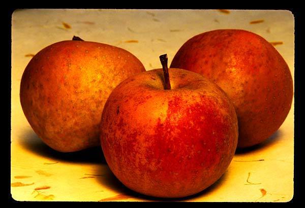 Ashmead's Kernel apple