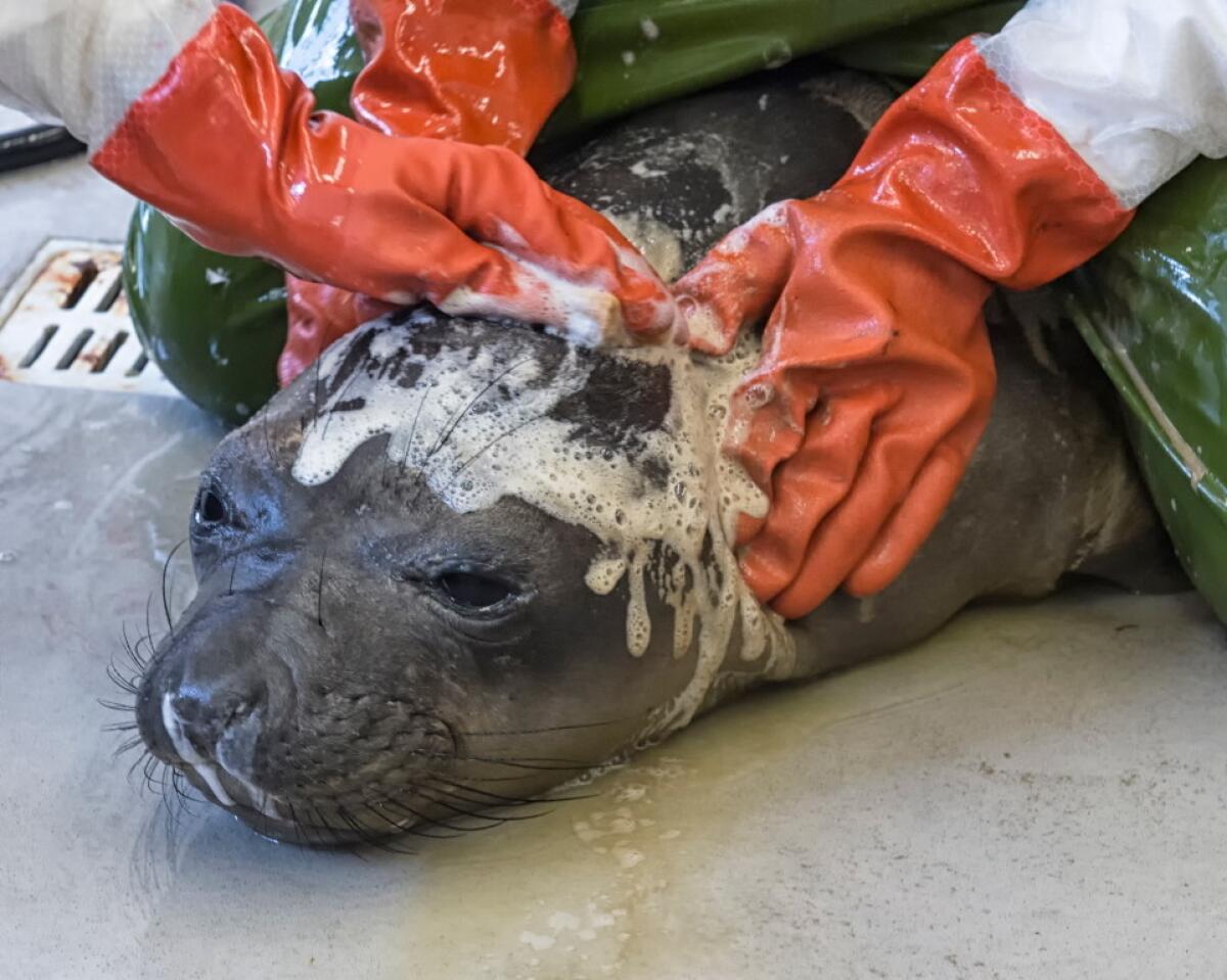 SeaWorld San Diego rescue specialists wash a young elephant seal oiled by the spill in Santa Barbara County. Eleven sea lions and six elephant seals are being cared for at the park.