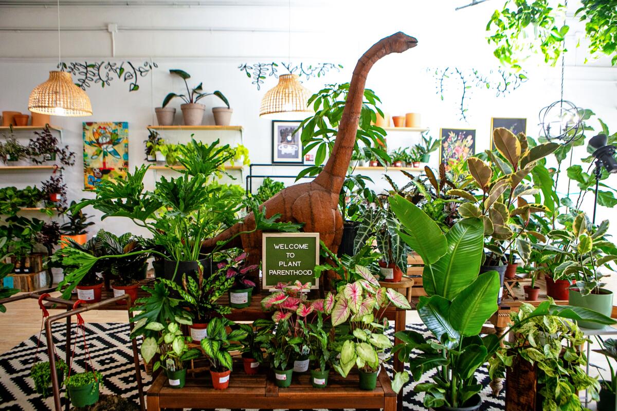 The inside of a shop, light-filled with light-colored wood, has plants on tables and shelves and a dinosaur sculpture.