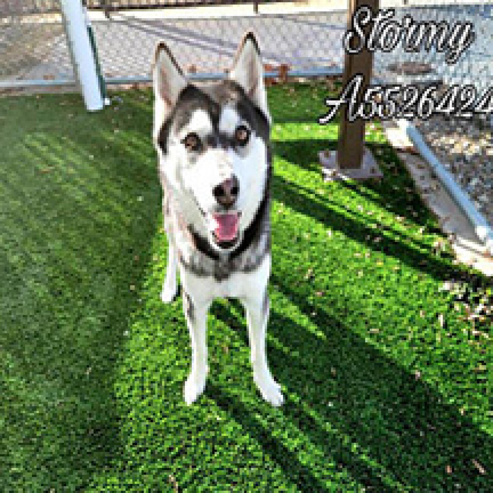 A photo labeled "Stormy" with an alphanumeric code shows a Siberian husky standing on a fenced-in lawn