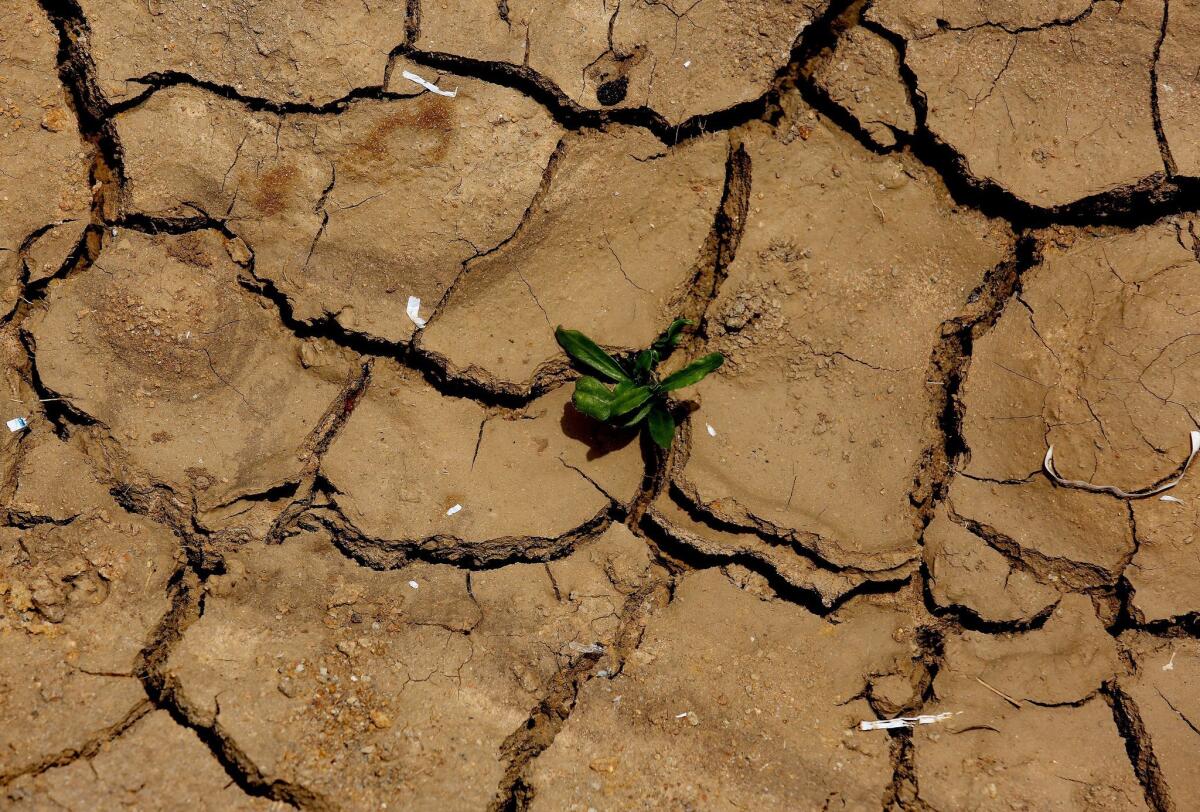 A plant pushes up through cracked, parched land in the village of Gauribidanur amid a heat wave in India's Karnataka state on May 26.