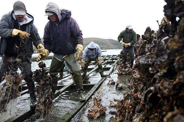 Oyster farming