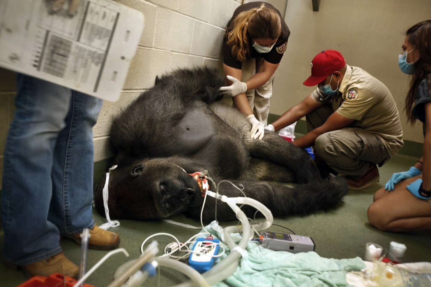 Animal keepers work with Jabari, a western lowland gorilla, who is recovering from valley fever. He has had the infection for about three years and has recently regained the weight he lost when he initially fell ill.