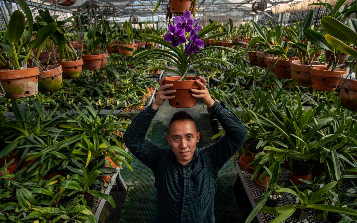A person holds up a potted orchid inside a greenhouse full of orchids.