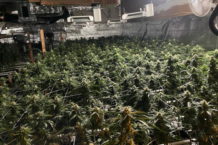 An illegal grow operation discovered in an industrial-area building on Costa Mesa's Cadillac Avenue contained 2,500 plants.