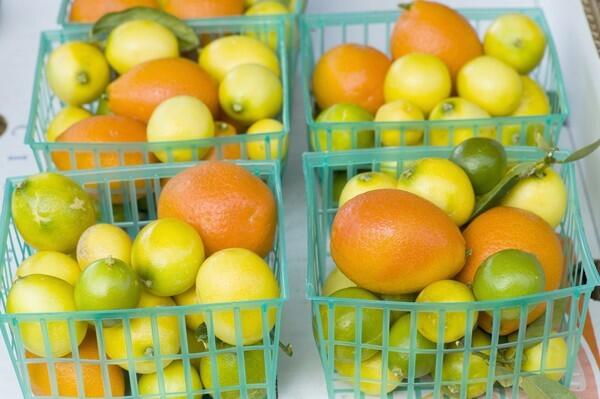 Eustis limequats and Indio mandarinquats