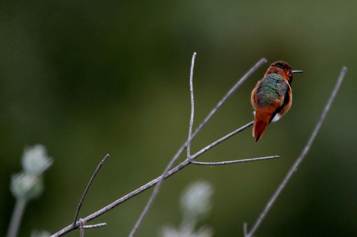A red hummingbird perches on a branch.