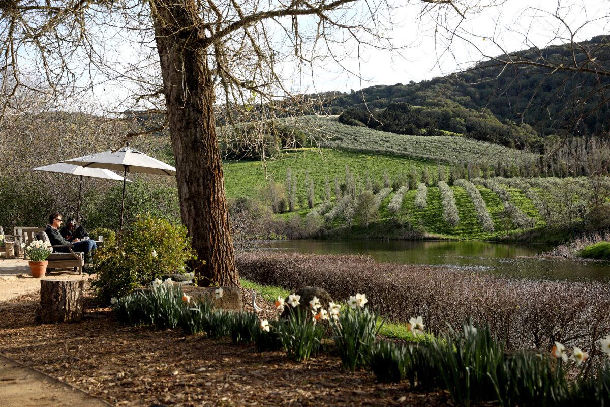 Guests relax amid the Tuscan olive trees at McEvoy Ranch