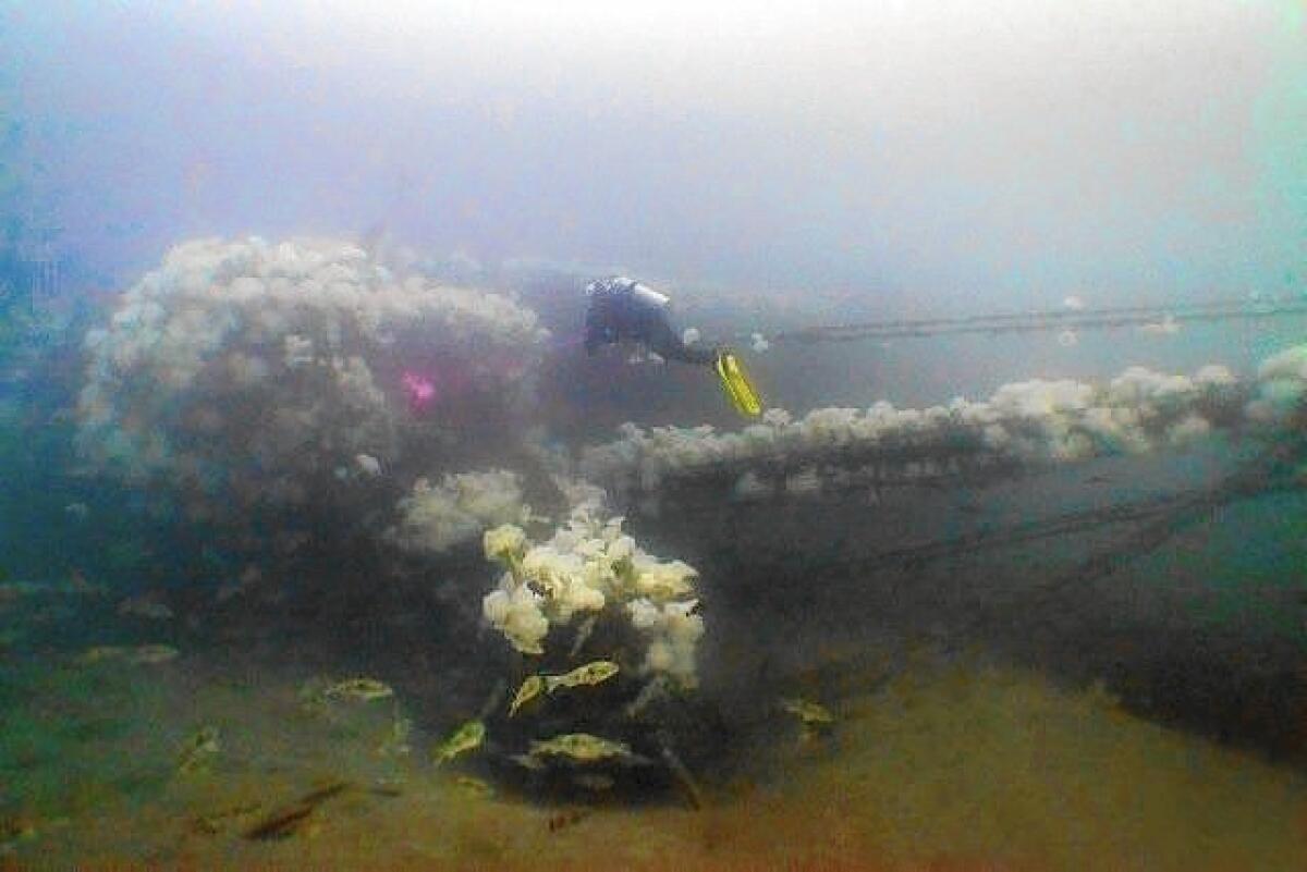 Since sinking on November 26, 2005, the A.C.E. has become a healthy artificial reef, attracting a wide variety of sea life.