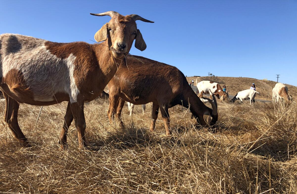 Goats clear native grasses 