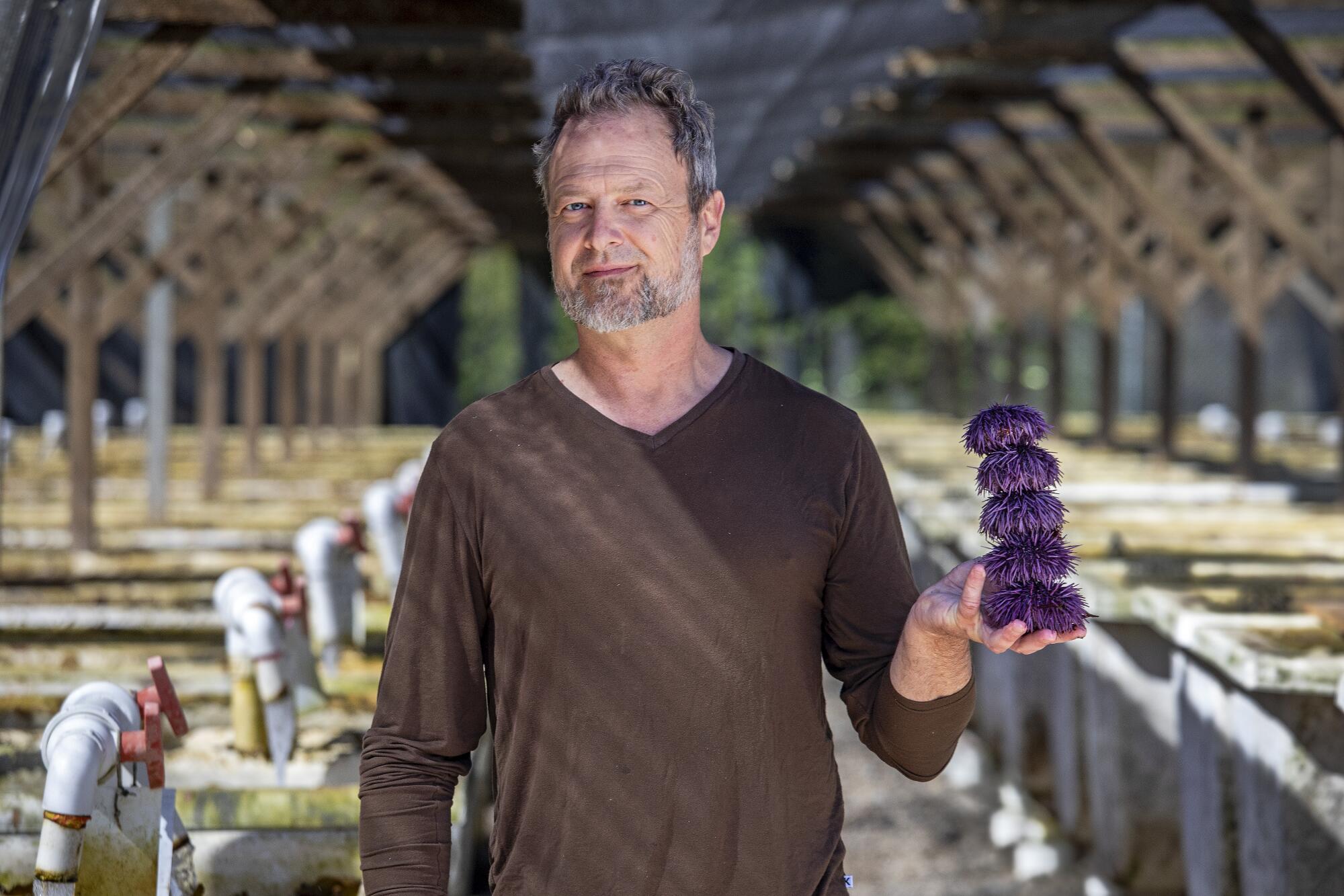 A man holds a stack of five purple sea urchins.