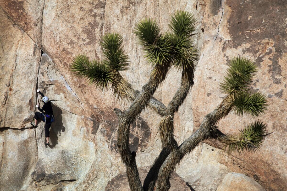 A climber faces at Joshua Tree National Park.