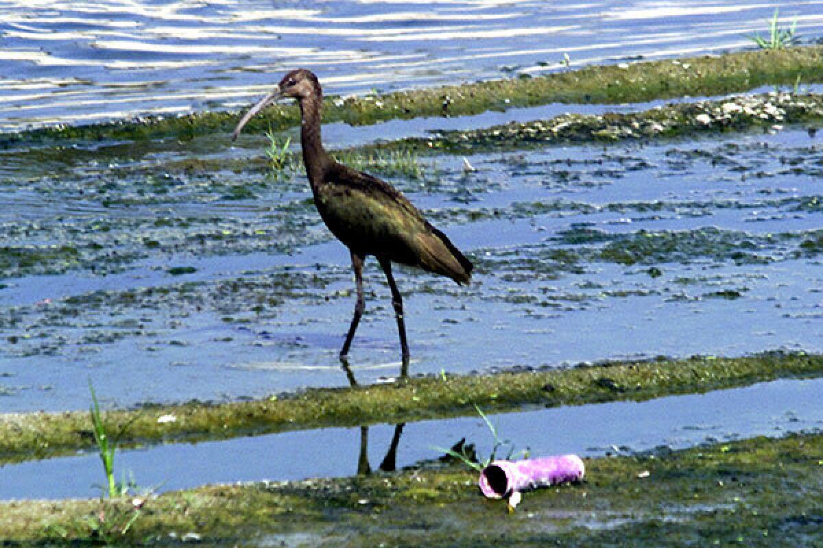An ibis forages for food in the Los Angeles River.