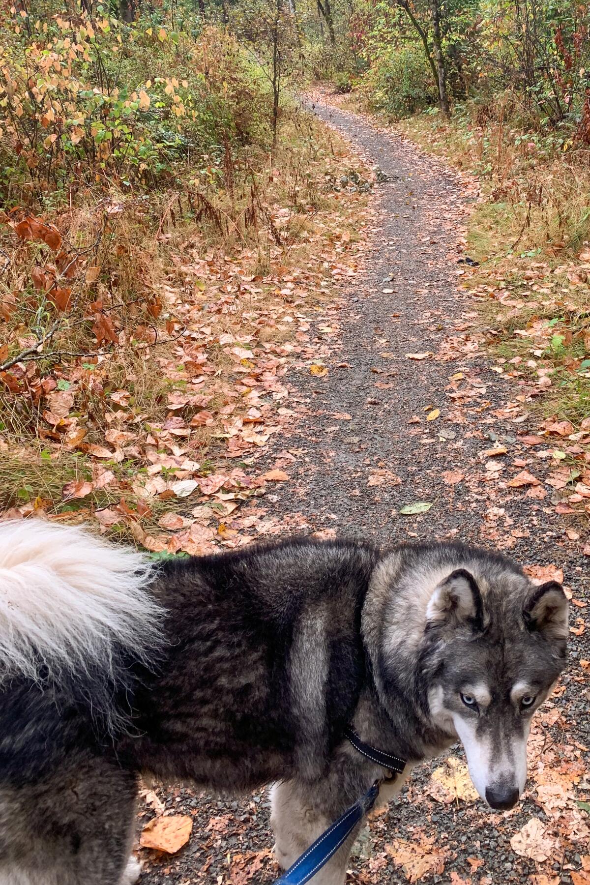 A black and white dog on a path strewn with leaves.