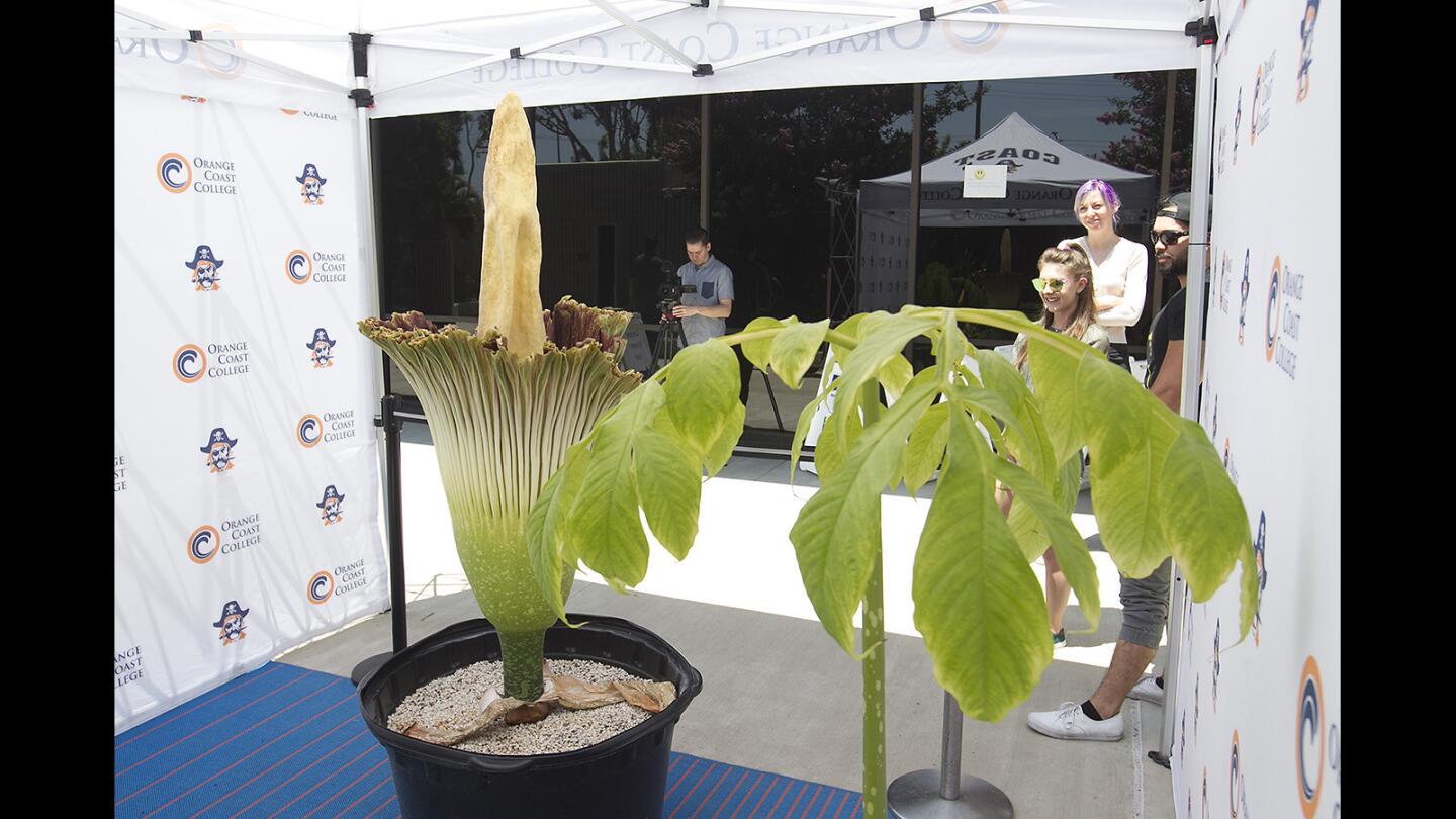 OCC Corpse Flower as Pungent and Alien as Ever