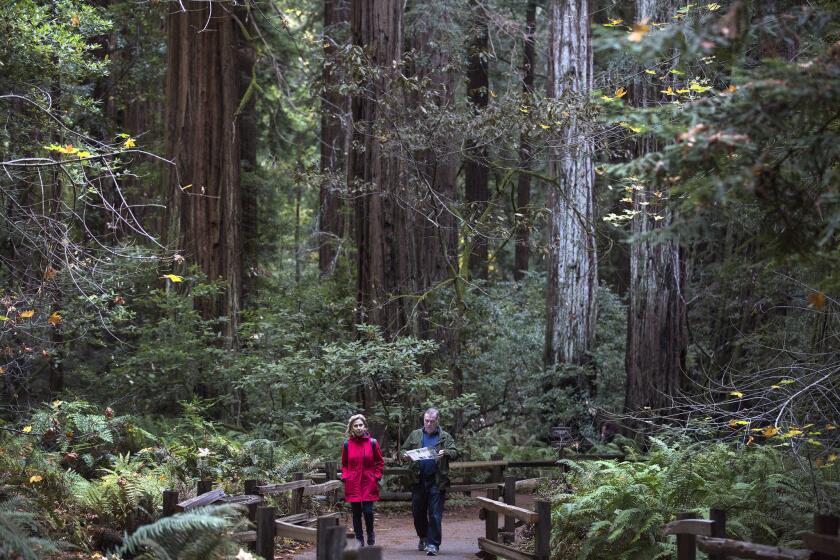 SAN FRANCISCO, CALIF. -- WEDNESDAY, NOVEMBER 11, 2015: Visitors on the Fern Creek Trail walk among giant redwood trees at Muir Woods National Monument, part of the Golden Gate National Recreation Area in San Francisco, Calif., on Nov. 11, 2015. (Brian van der Brug / Los Angeles Times)