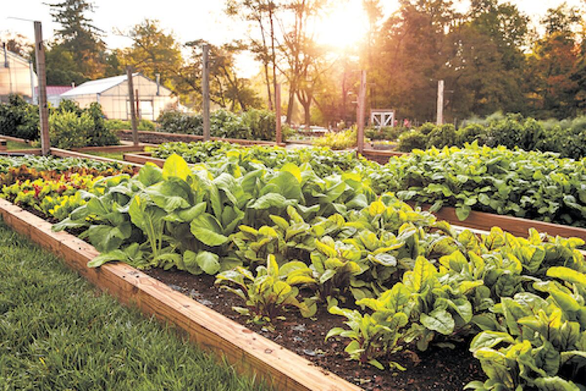 Raised garden beds are a simple step to achieve a delicious summer crop.