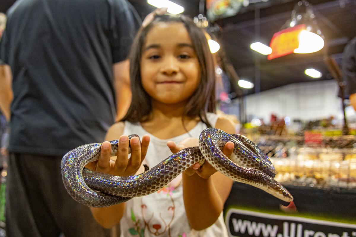 A child holds a sunbeam snake at the 2019 Repticon show.
