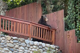 A bear at a property in the 700 block of Alta Vista Drive in Sierra Madre.