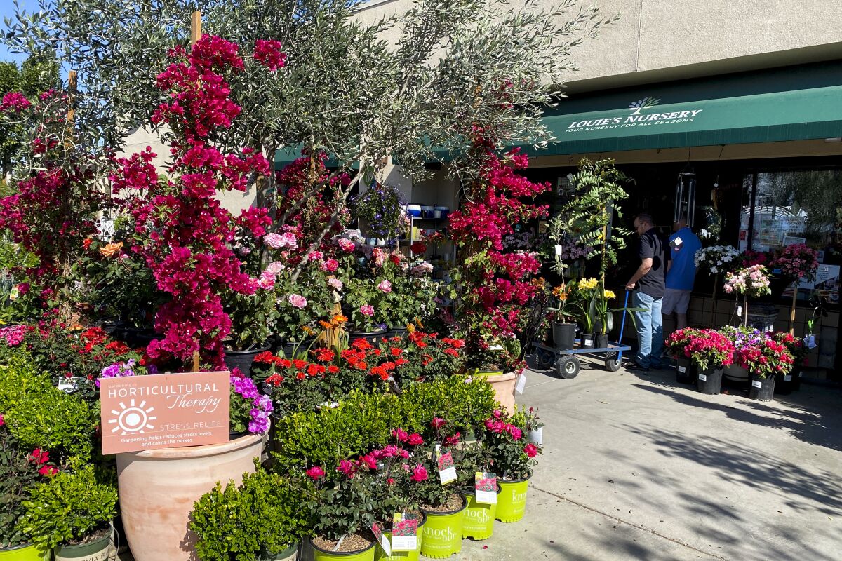 Many pots of flowers outside a store with "Louie's Nursery" awning 