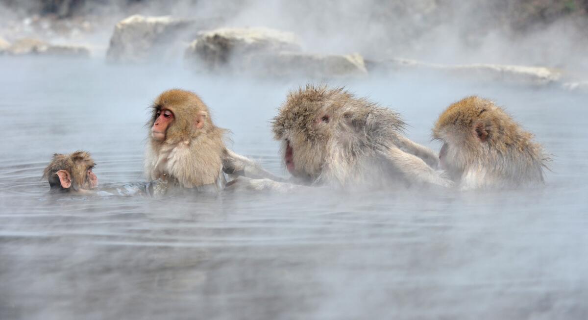 Japanese macaques take an open-air hot spring bath. A new study has found that macaques near Fukushima had low blood cell counts.