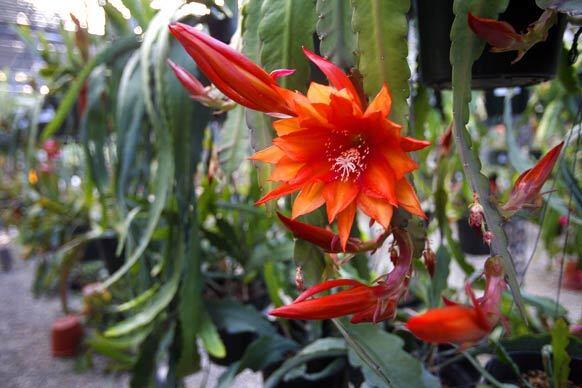 Epiphyllum Gallery