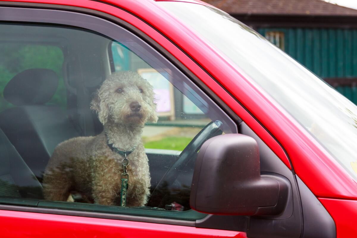 Intent dog waiting for his owner inside a car.