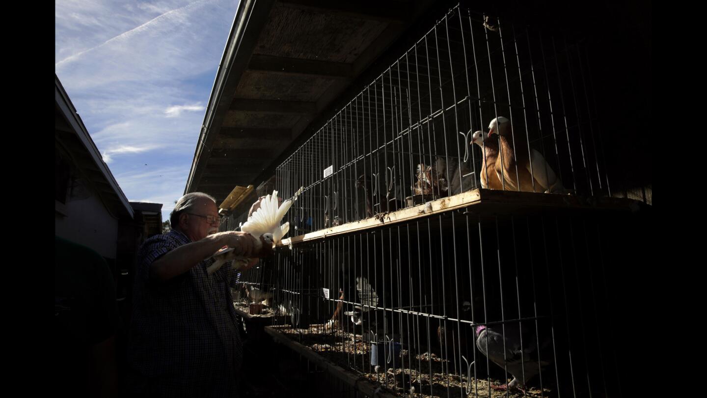 The sorting cages