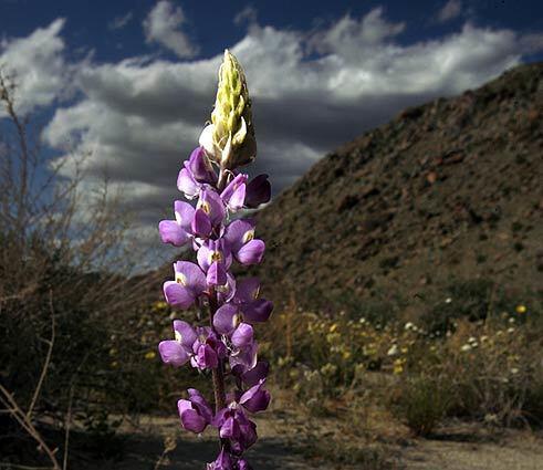 Arizona lupine in Anza-Borrego Desert State Park