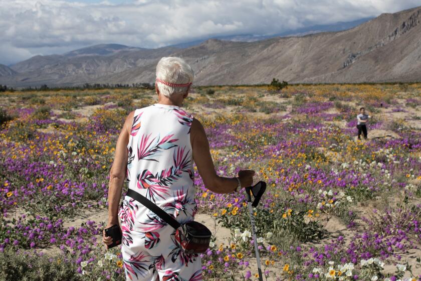 Brigitte Rathje-Papadakis, 75, of Canada, takes in the view of desert sand verbena, sunflowers and other wildflowers