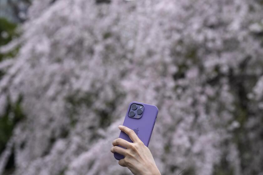 A person takes photos of the seasonal cherry blossoms at the Ueno Park Friday, April 5, 2024, in Tokyo. Crowds gathered Friday in Tokyo to enjoy Japan’s famed cherry blossoms, which are blooming later than expected in the capital because of cold weather.(AP Photo/Eugene Hoshiko)
